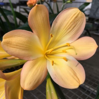 SH177 Cameron's Tipperary peach with strong pink blush and cream tones