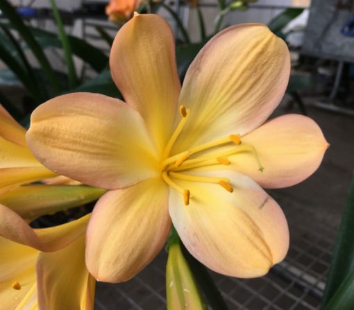 SH177 Cameron's Tipperary peach with strong pink blush and cream tones