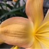 SH177 Cameron's Tipperary peach with strong pink blush and cream tones - Image 2