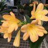 SH177 Cameron's Tipperary peach with strong pink blush and cream tones - Image 4