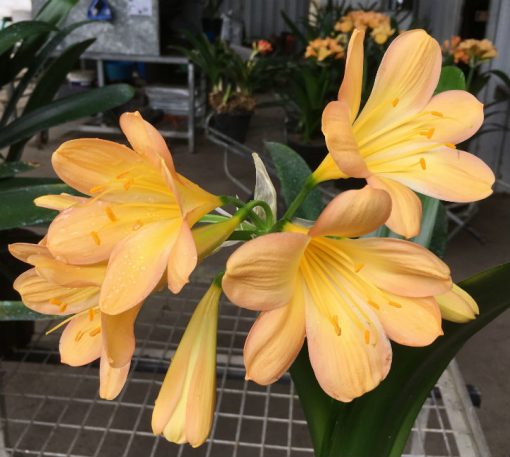 SH177 Cameron's Tipperary peach with strong pink blush and cream tones - Image 4