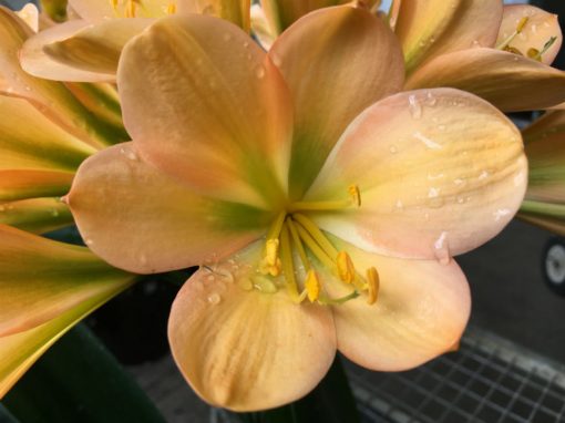SH178 Cameron's Tipperary med peach, large flowers with strong infusion of green chloroplasts - Image 2