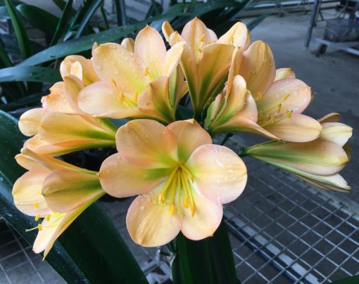 SH178 Cameron's Tipperary med peach, large flowers with strong infusion of green chloroplasts