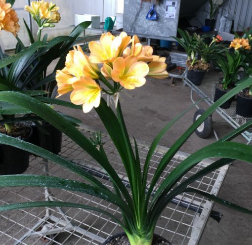 SH178 Cameron's Tipperary med peach, large flowers with strong infusion of green chloroplasts - Image 3