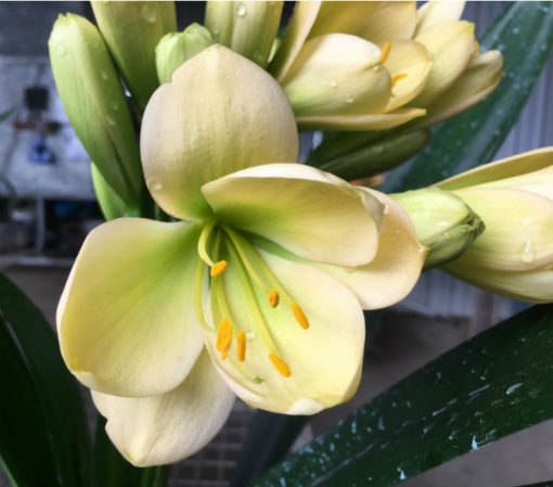 SH179 Cameron's Tipperary light peach with hints of lime yellow and green centres - Image 2