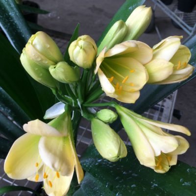 SH179 Cameron's Tipperary light peach with hints of lime yellow and green centres