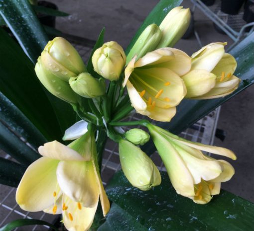 SH179 Cameron's Tipperary light peach with hints of lime yellow and green centres
