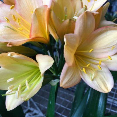 SH180 Cameron's Tipperary mid peach with edge blush and fading green centres