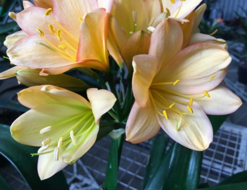 SH180 Cameron's Tipperary mid peach with edge blush and fading green centres