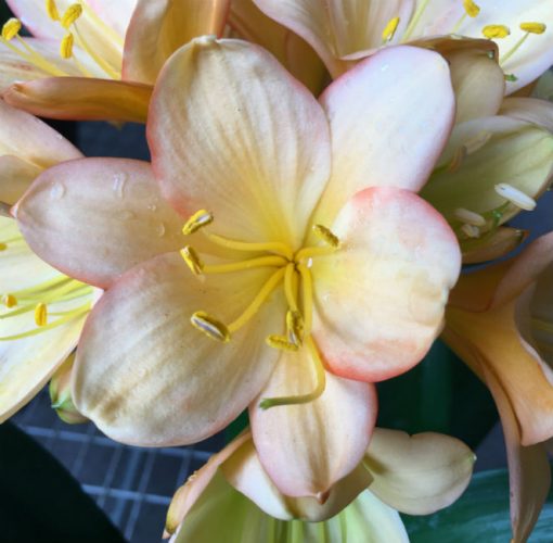 SH180 Cameron's Tipperary mid peach with edge blush and fading green centres - Image 2