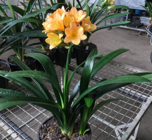 SH180 Cameron's Tipperary mid peach with edge blush and fading green centres - Image 3