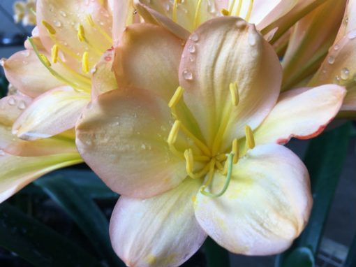 SH181 Cameron's Tipperary light to mid peach with strong pink blush - Image 2