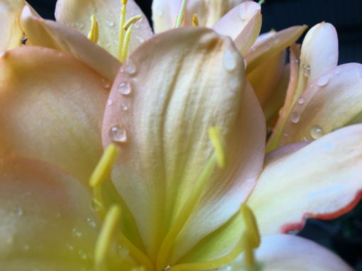 SH181 Cameron's Tipperary light to mid peach with strong pink blush - Image 4