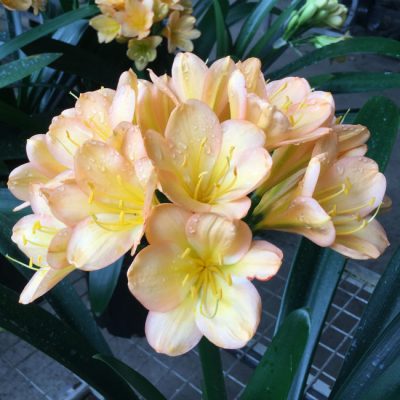 SH181 Cameron's Tipperary light to mid peach with strong pink blush