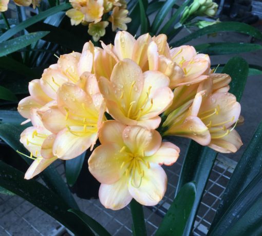 SH181 Cameron's Tipperary light to mid peach with strong pink blush