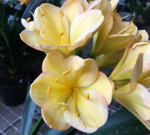 SH182 Cameron's Tipperary light peach with yellow tones and pink edges - Image 2
