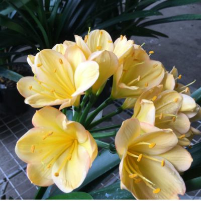 SH182 Cameron's Tipperary light peach with yellow tones and pink edges