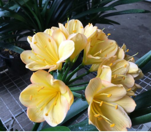SH182 Cameron's Tipperary light peach with yellow tones and pink edges