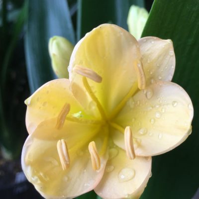 SH183 Cameron's Tipperary light peach with yellow tones and pink edges