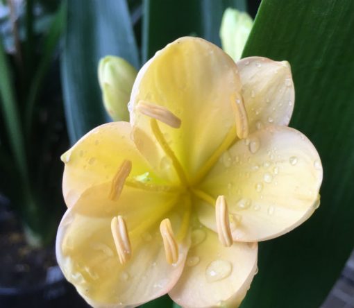 SH183 Cameron's Tipperary light peach with yellow tones and pink edges