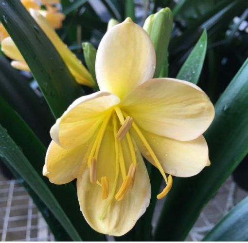 SH183 Cameron's Tipperary light peach with yellow tones and pink edges - Image 2