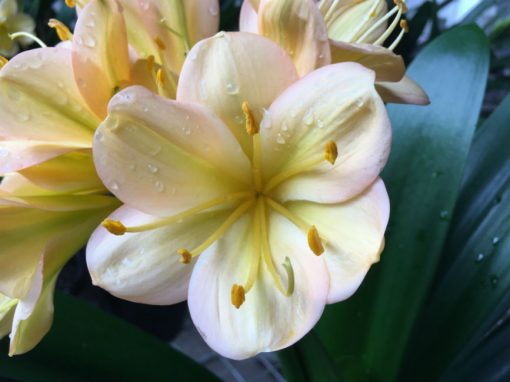 SH184 Cameron's Tipperary light peach, pink blush and large flowers - Image 2