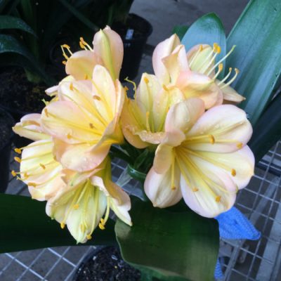 SH184 Cameron's Tipperary light peach, pink blush and large flowers