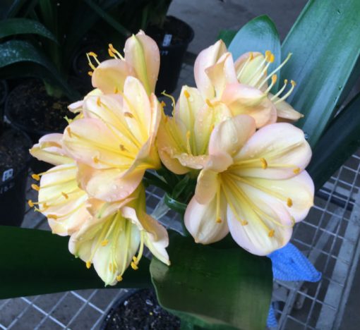 SH184 Cameron's Tipperary light peach, pink blush and large flowers