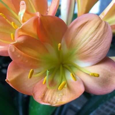 SH185 Cameron's Tipperary Dark Peach Blush