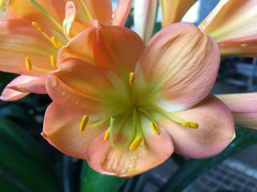 SH185 Cameron's Tipperary Dark Peach Blush