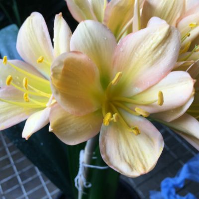 SH186 Cameron's Tipperary peach blush
