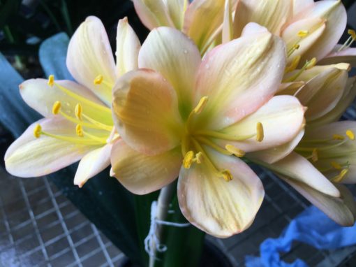 SH186 Cameron's Tipperary peach blush