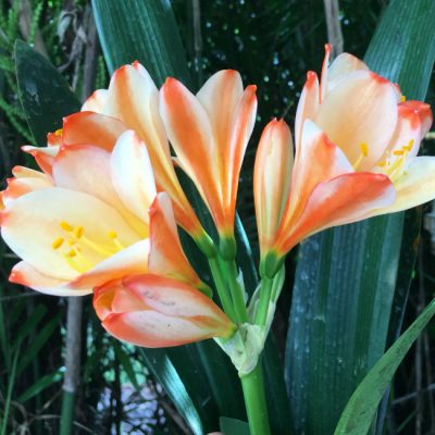 SH188 Clivia miniata peach party colour