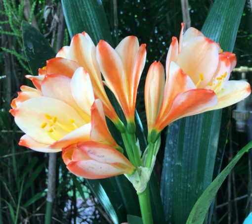 SH188 Clivia miniata peach party colour