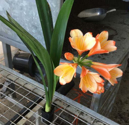 SH188 Clivia miniata peach party colour - Image 4