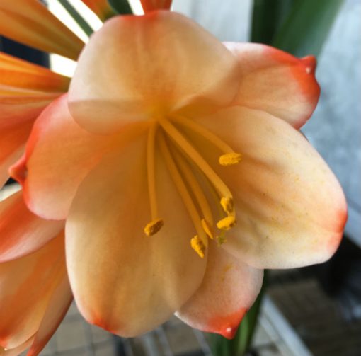 SH188 Clivia miniata peach party colour - Image 3