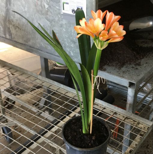 SH188 Clivia miniata peach party colour - Image 2