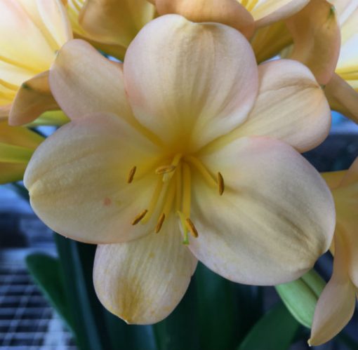 SH189 Cameron's Tipperary Peach Blush Clivia miniata - Image 3