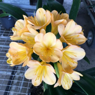 SH189 Cameron's Tipperary Peach Blush Clivia miniata