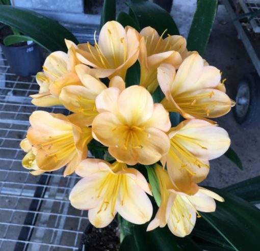SH189 Cameron's Tipperary Peach Blush Clivia miniata