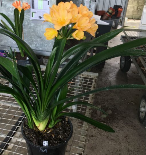 SH189 Cameron's Tipperary Peach Blush Clivia miniata - Image 2
