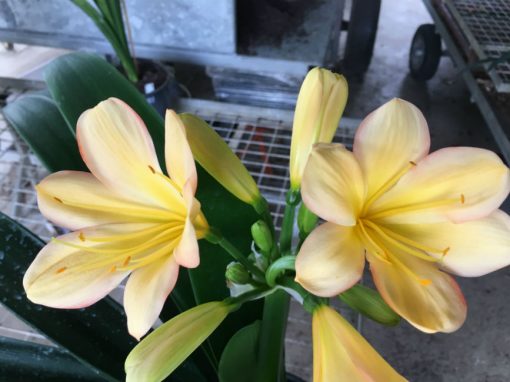 SH190 Cameron's Tipperary pink edged light peach Clivia miniata - Image 2