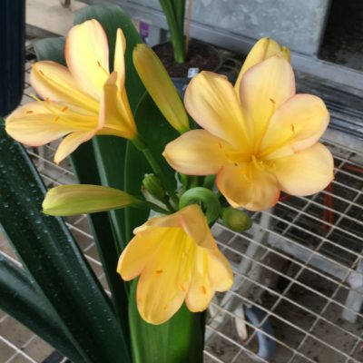 SH190 Cameron's Tipperary pink edged light peach Clivia miniata