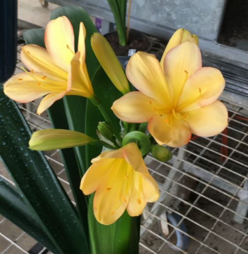 SH190 Cameron's Tipperary pink edged light peach Clivia miniata