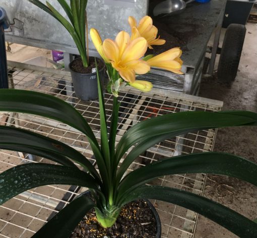 SH190 Cameron's Tipperary pink edged light peach Clivia miniata - Image 3
