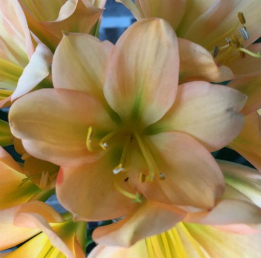 SH191 Cameron's Tipperary mid to dark green centered peach Clivia miniata - Image 2