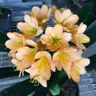 SH191 Cameron's Tipperary mid to dark green centered peach Clivia miniata
