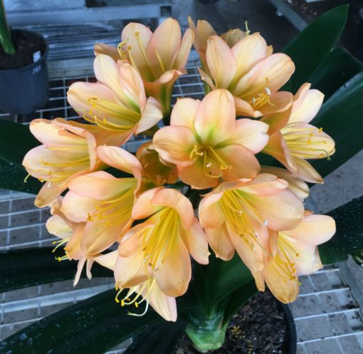 SH191 Cameron's Tipperary mid to dark green centered peach Clivia miniata