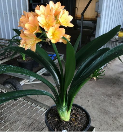 SH191 Cameron's Tipperary mid to dark green centered peach Clivia miniata - Image 3