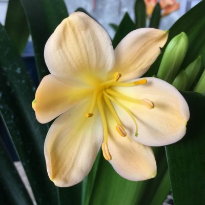 SH192 Cameron's Tipperary Light peachy pink pastel Clivia miniata